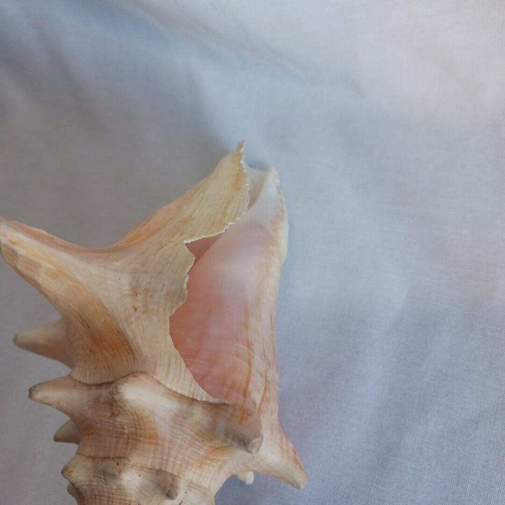 Conch Shell 6 Inch - Picture 6 of 10